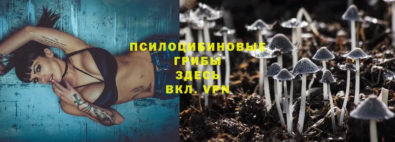 Псилоцибиновые грибы Psilocybe  Малая Вишера 